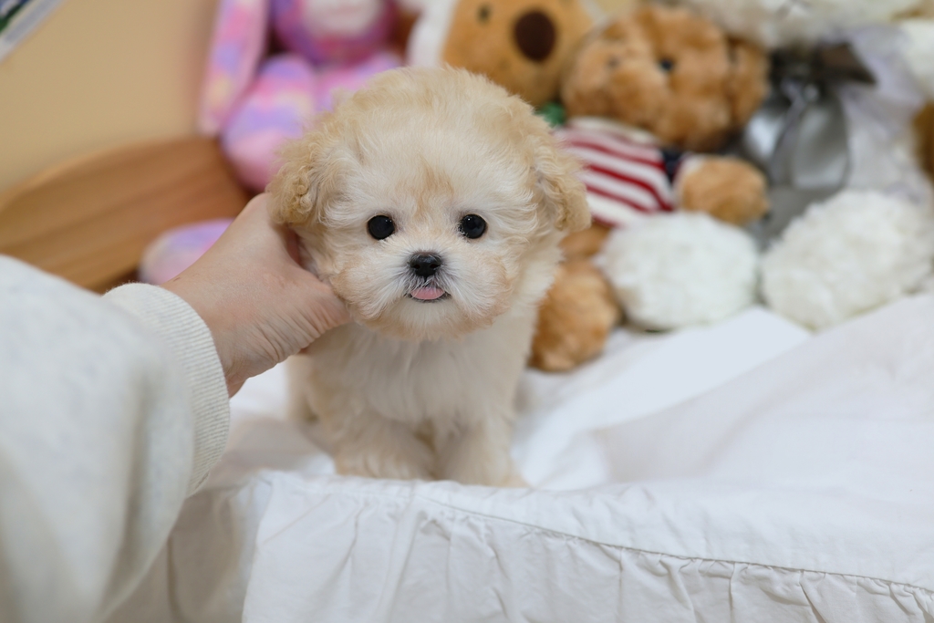 Ȯ�� �̹���