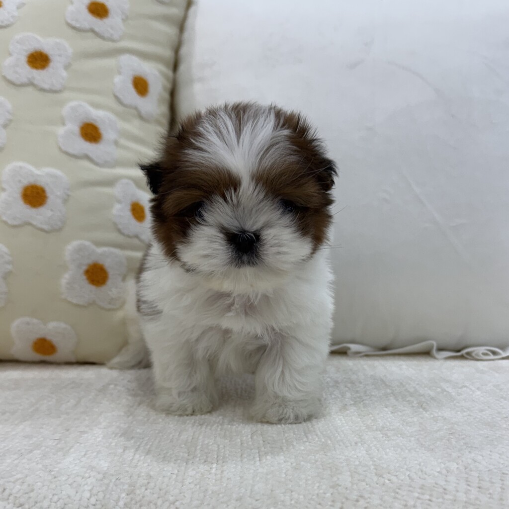 Ȯ�� �̹���