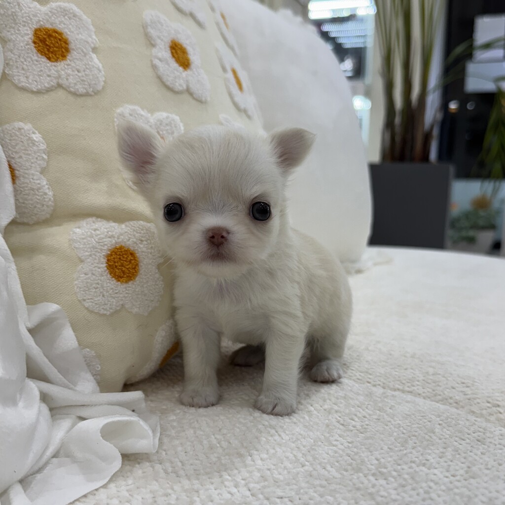 Ȯ�� �̹���