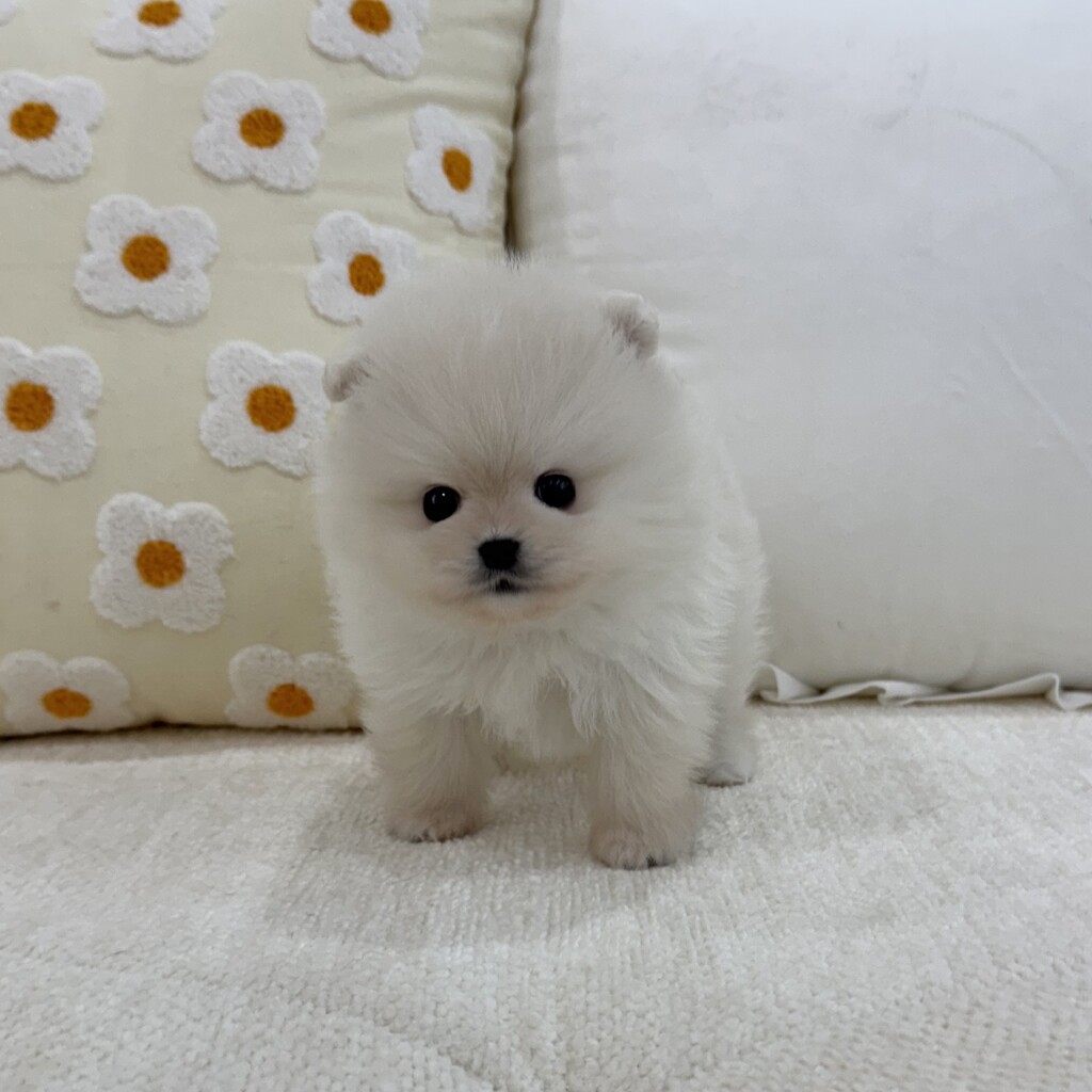 Ȯ�� �̹���