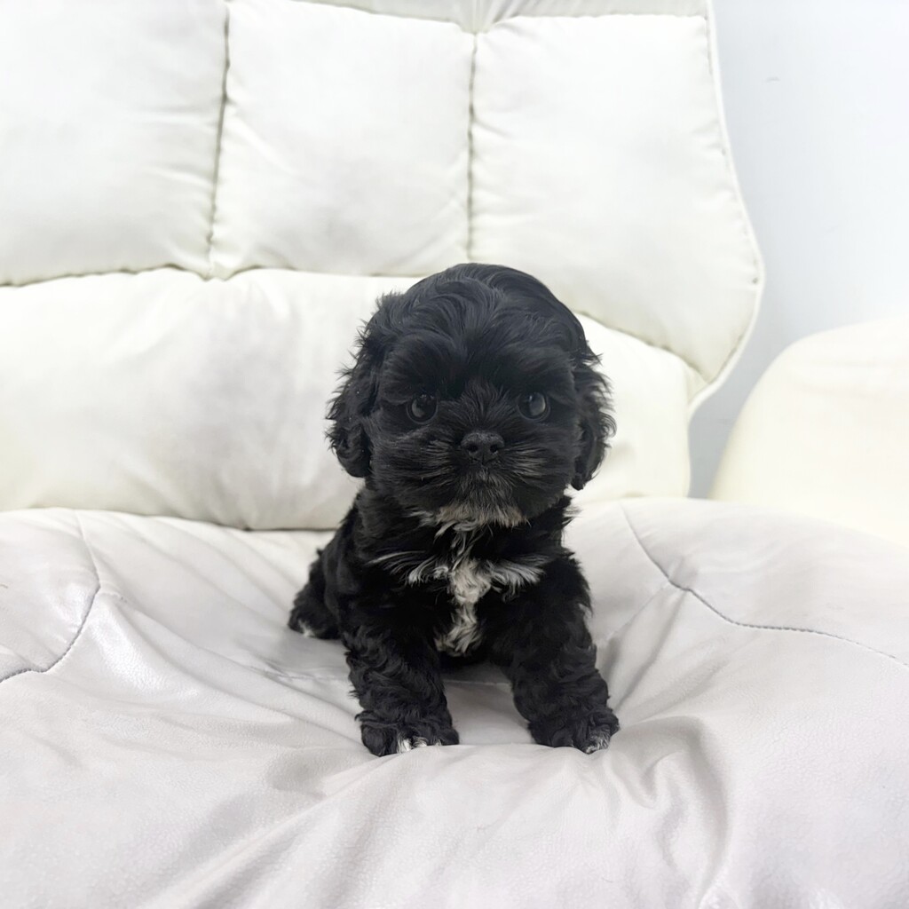 Ȯ�� �̹���