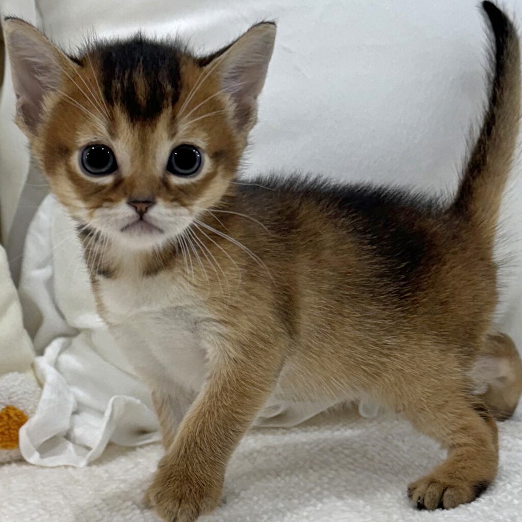 Ȯ�� �̹���