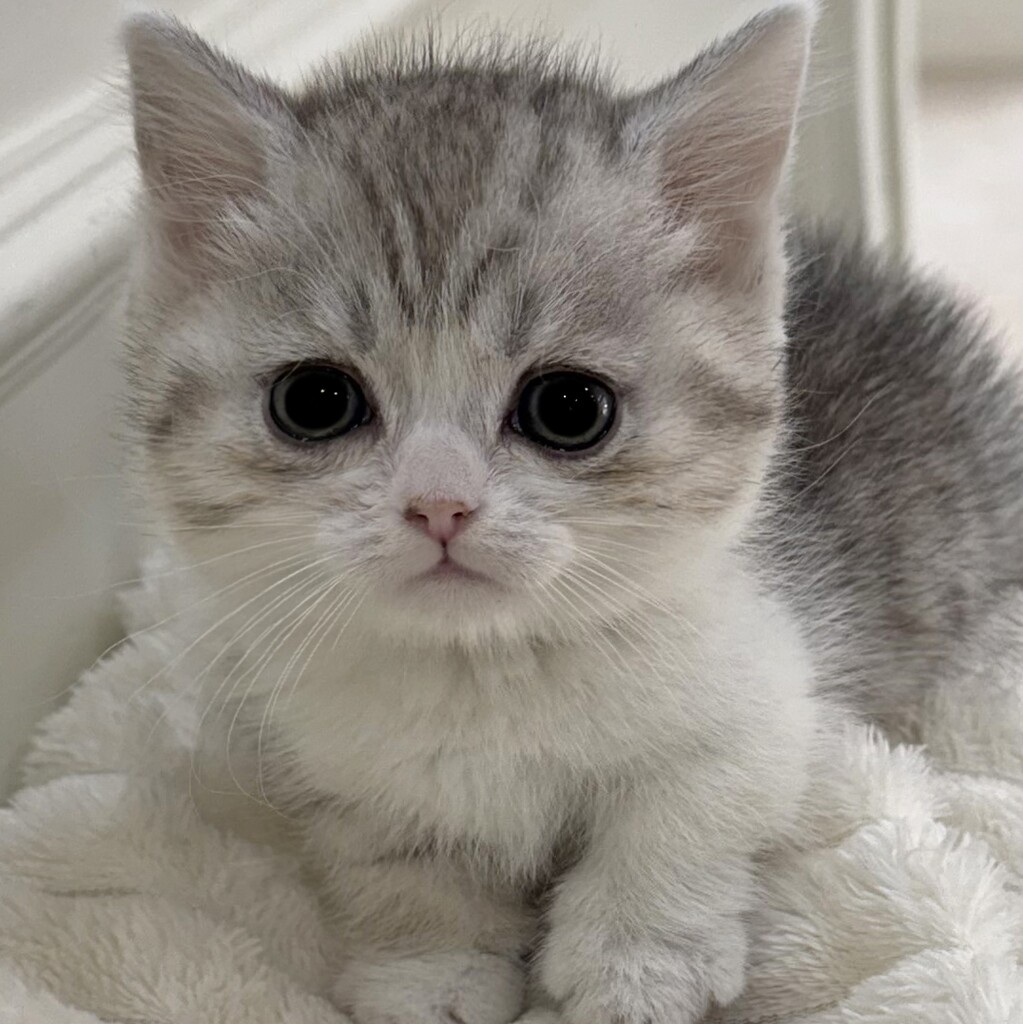 Ȯ�� �̹���