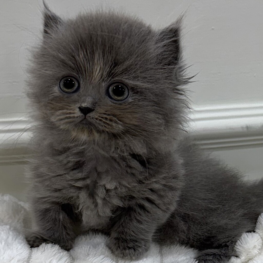 Ȯ�� �̹���