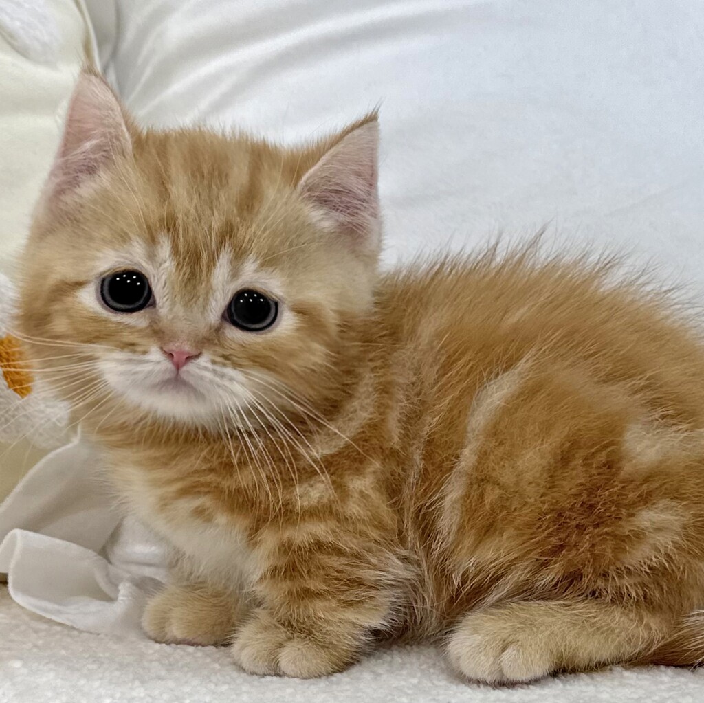 Ȯ�� �̹���