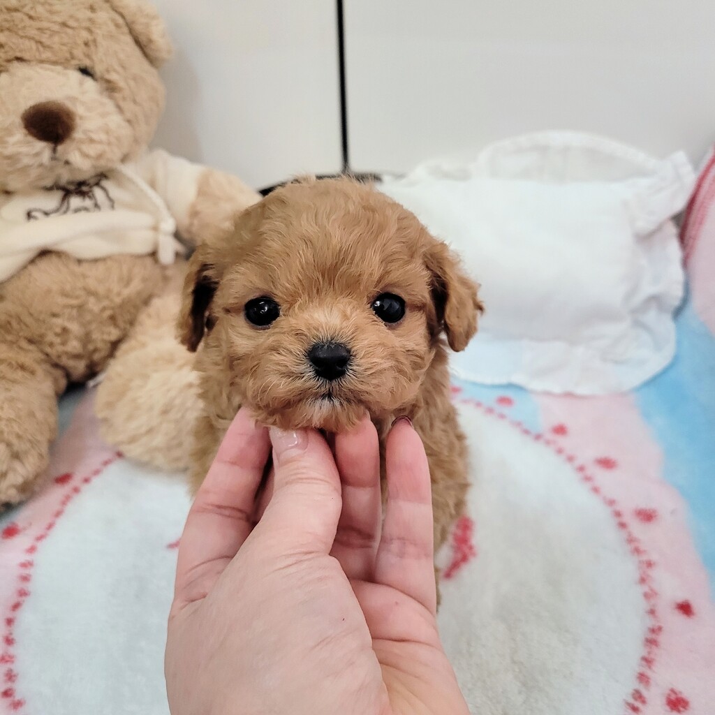 Ȯ�� �̹���