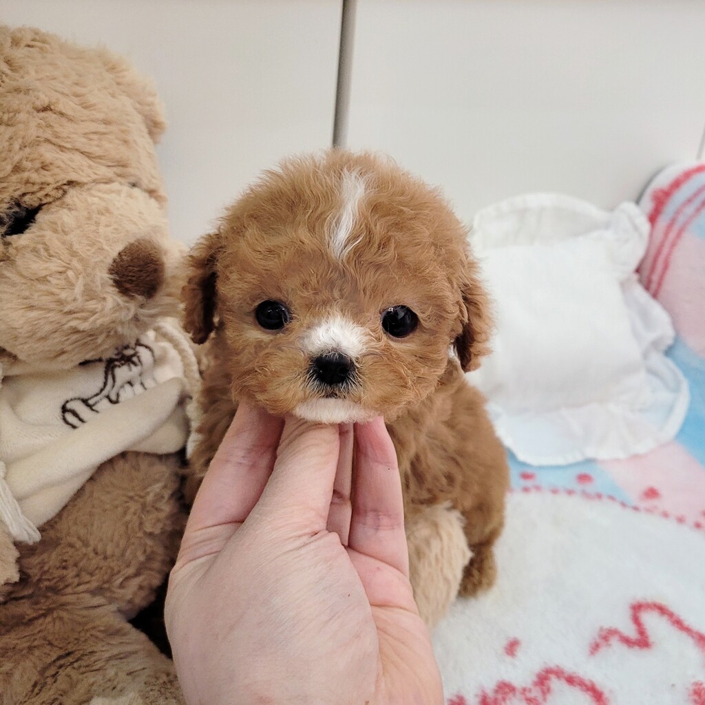 Ȯ�� �̹���