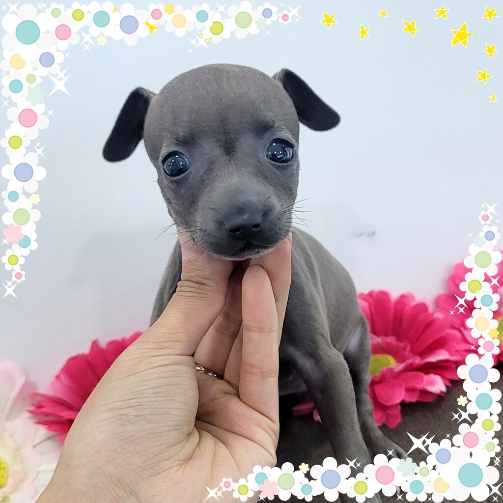 Ȯ�� �̹���