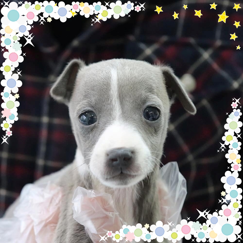 Ȯ�� �̹���