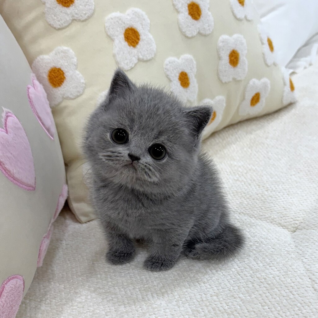 Ȯ�� �̹���