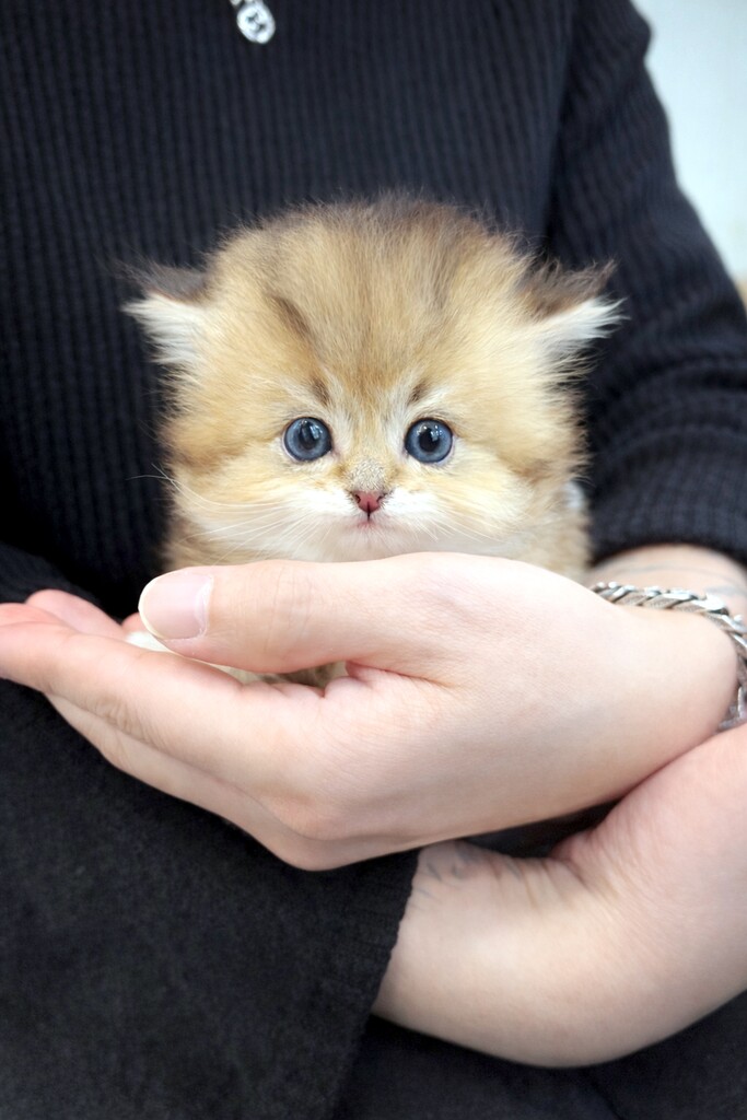 Ȯ�� �̹���