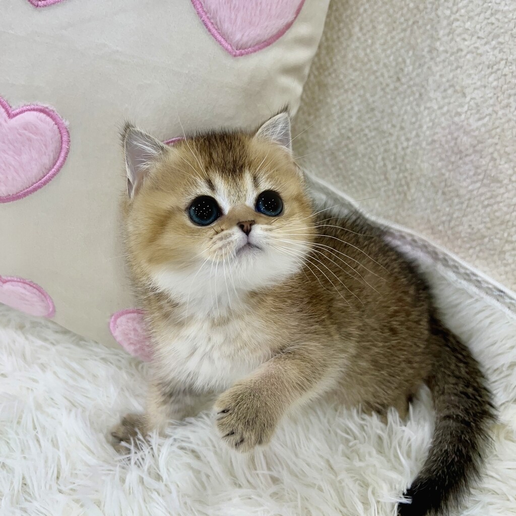 Ȯ�� �̹���