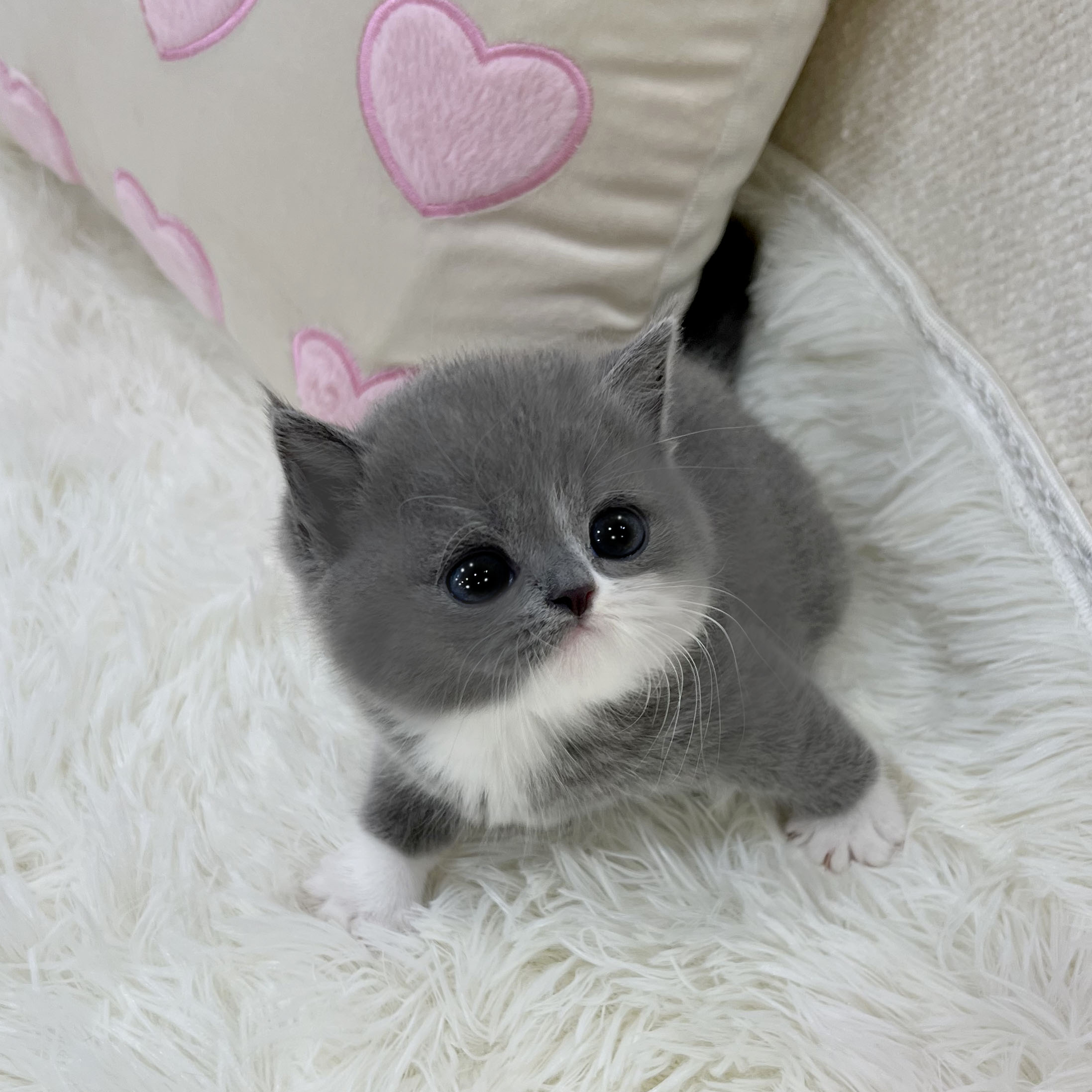 Ȯ�� �̹���