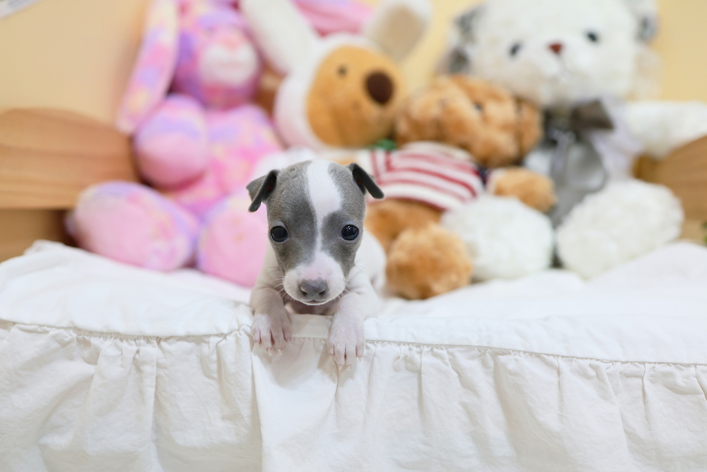 Ȯ�� �̹���