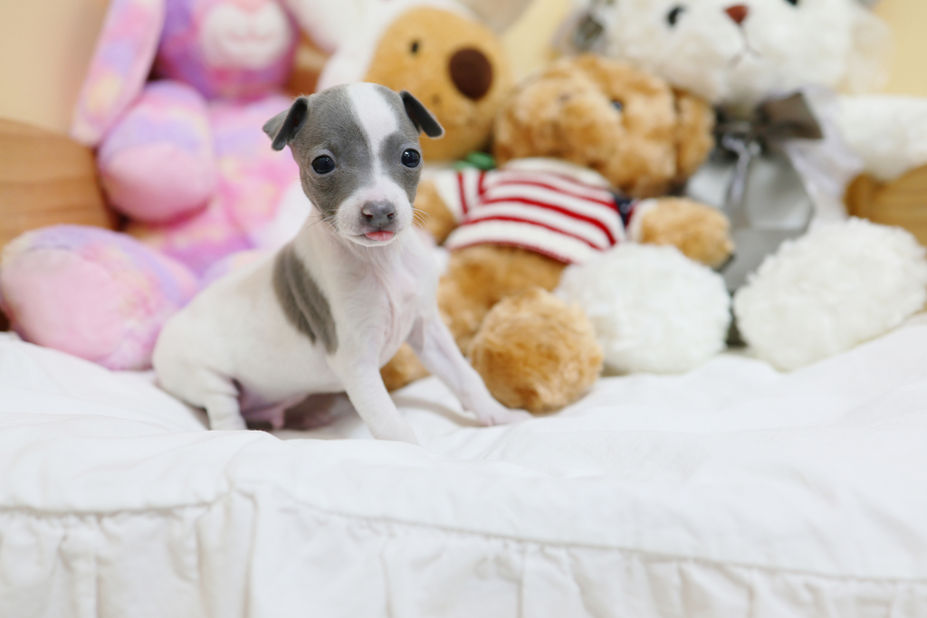 Ȯ�� �̹���