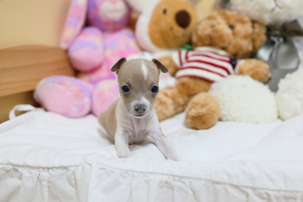 Ȯ�� �̹���