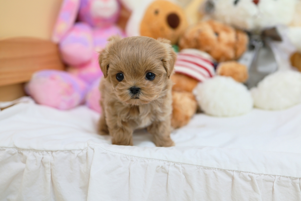 Ȯ�� �̹���