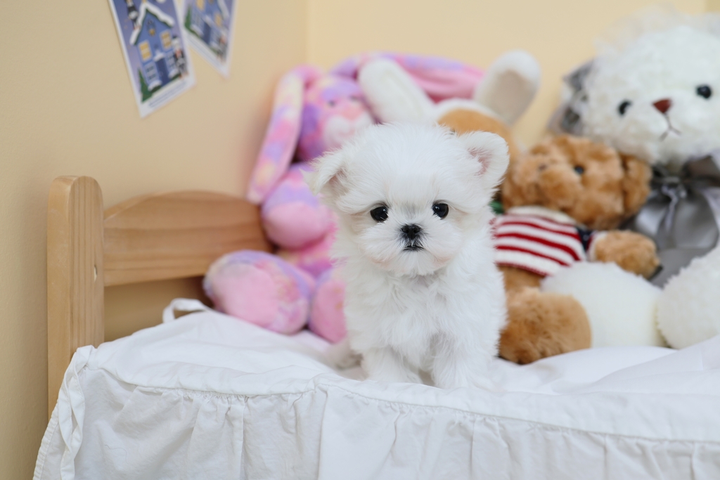 Ȯ�� �̹���