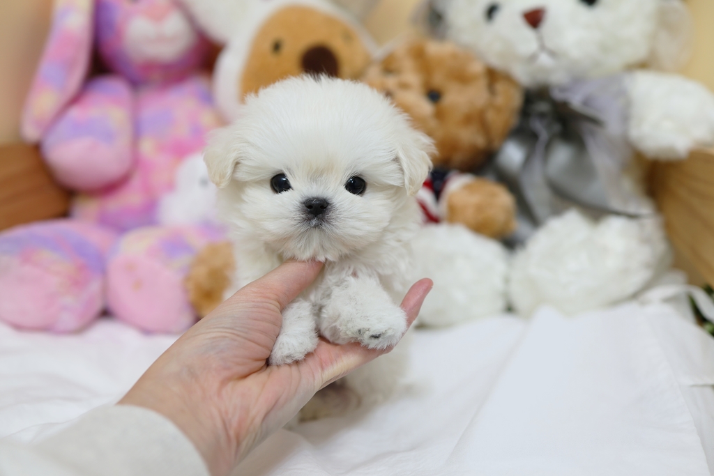 Ȯ�� �̹���