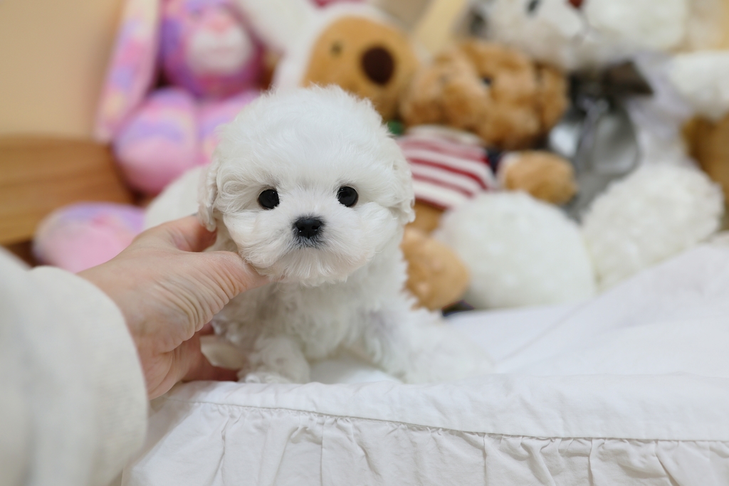 Ȯ�� �̹���