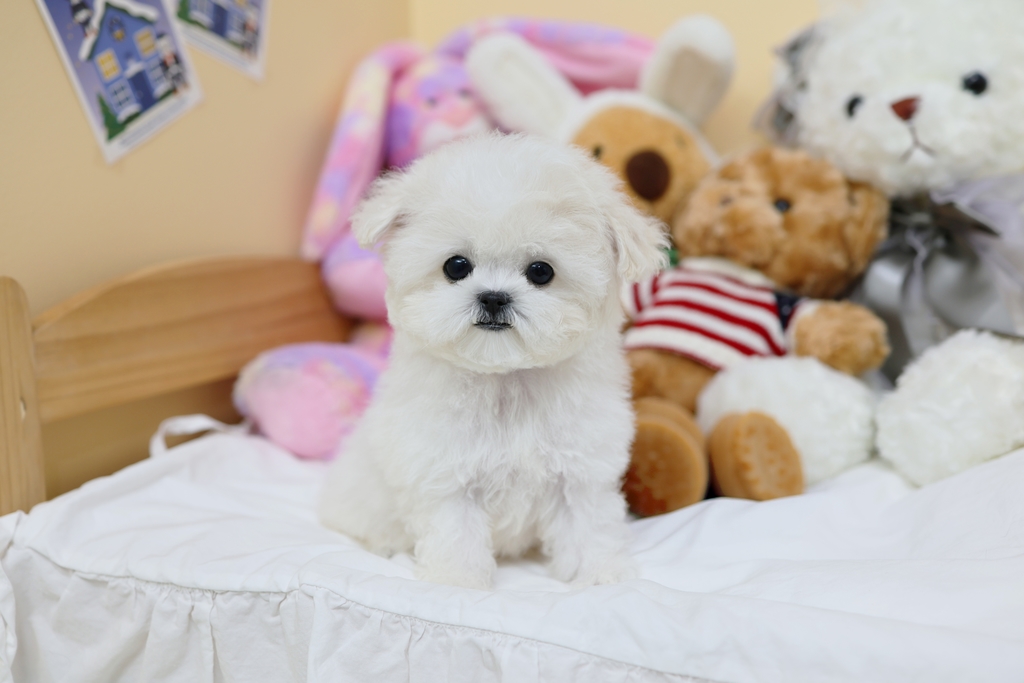 Ȯ�� �̹���