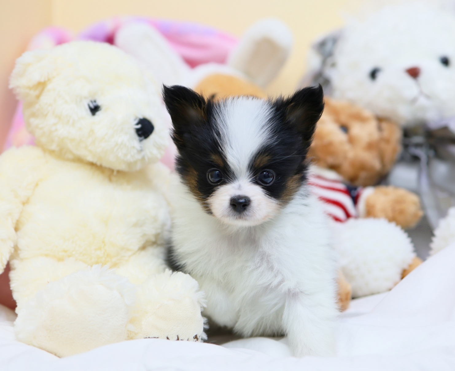 Ȯ�� �̹���