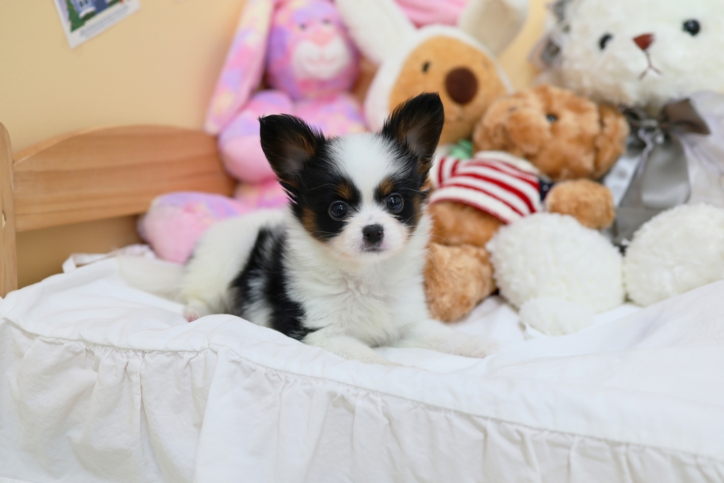 Ȯ�� �̹���