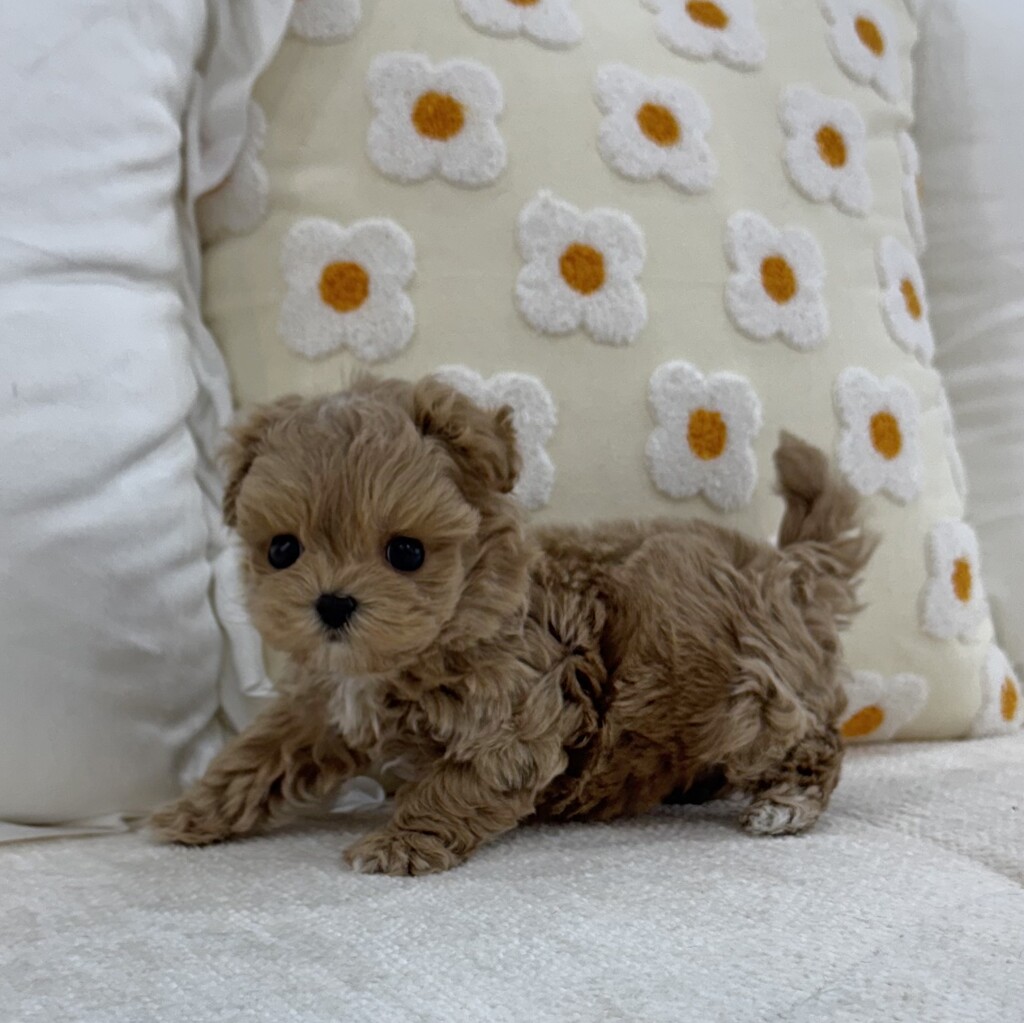 Ȯ�� �̹���