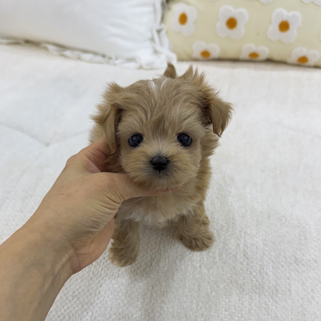 Ȯ�� �̹���