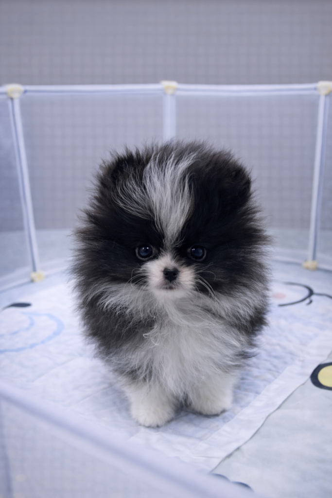 Ȯ�� �̹���