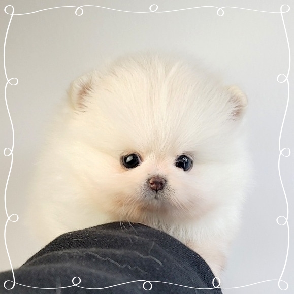 Ȯ�� �̹���