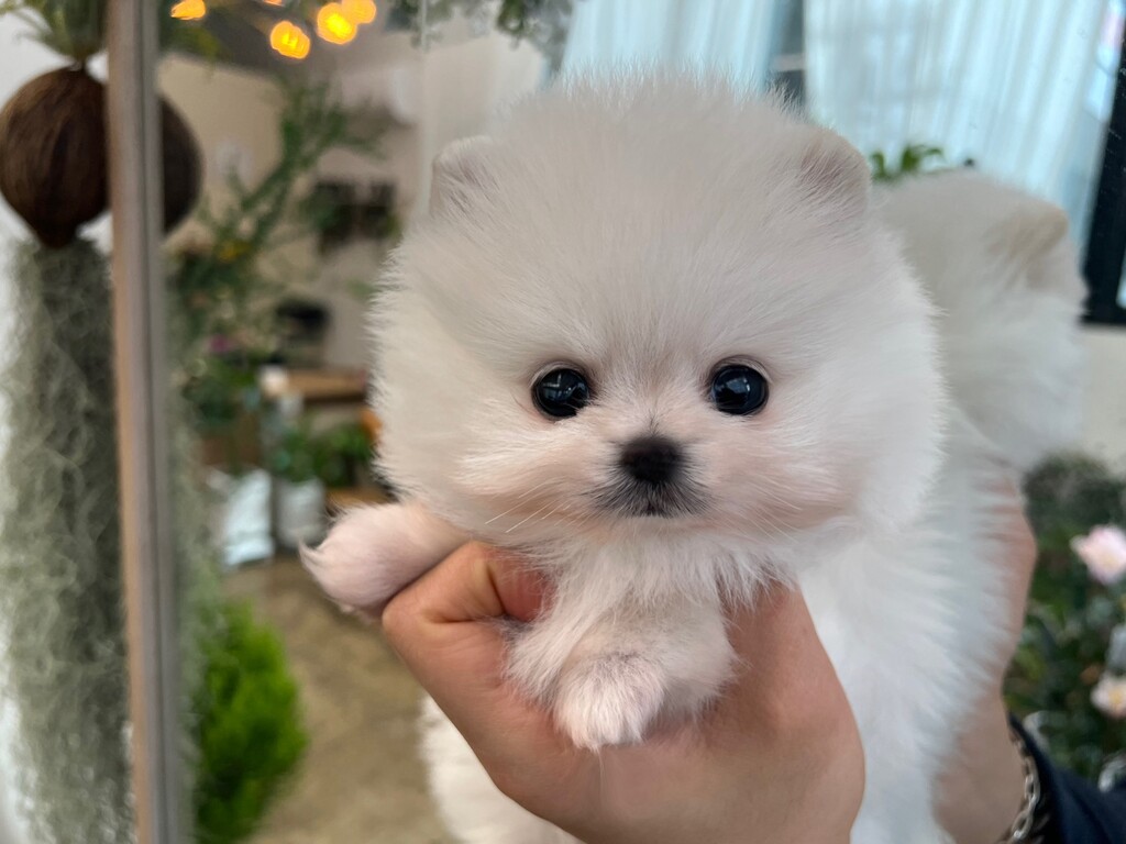 Ȯ�� �̹���