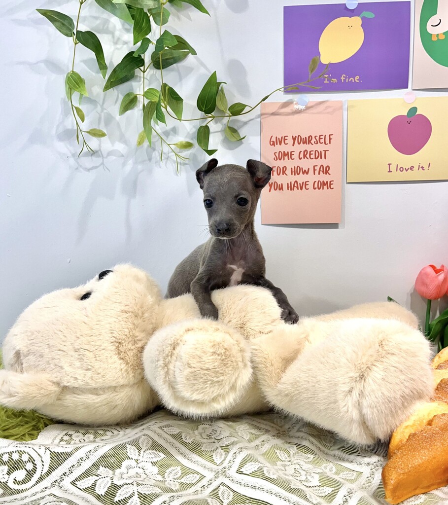 Ȯ�� �̹���