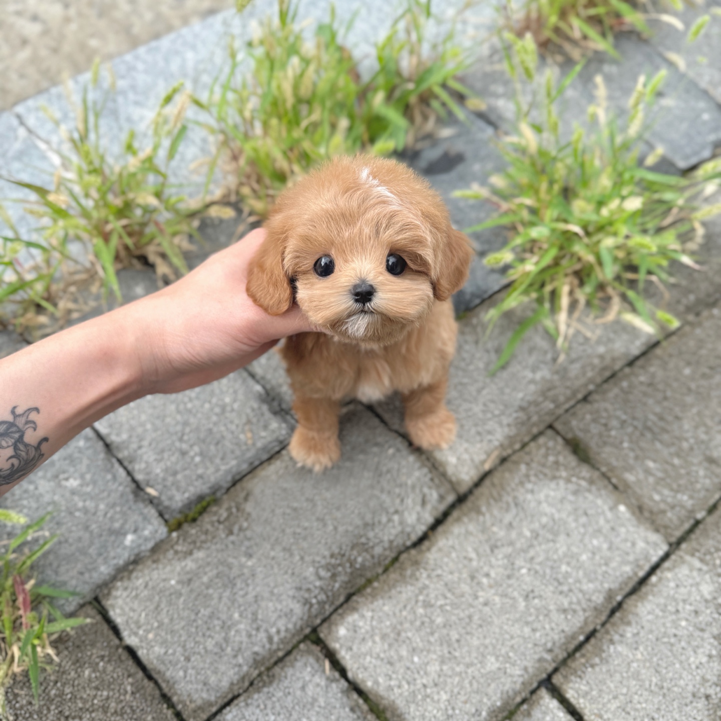 Ȯ�� �̹���