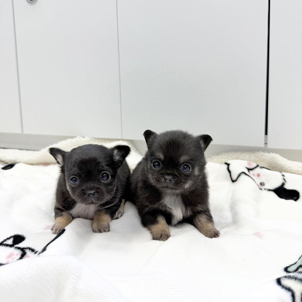 Ȯ�� �̹���