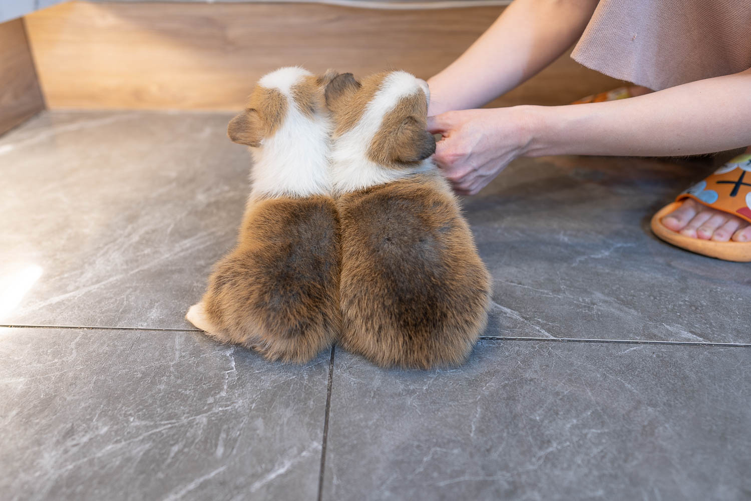 Ȯ�� �̹���