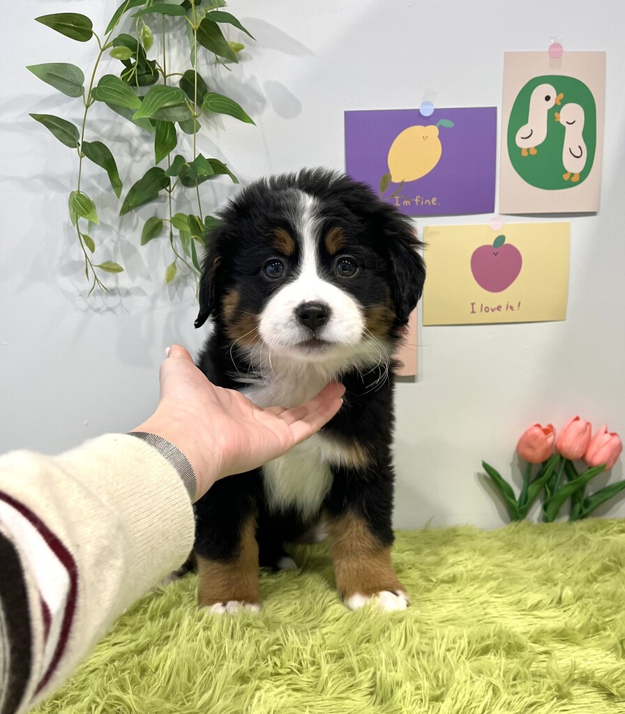 Ȯ�� �̹���