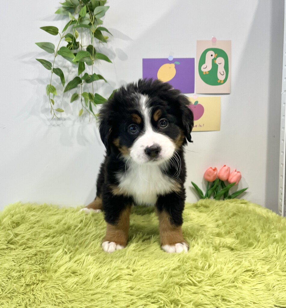 Ȯ�� �̹���