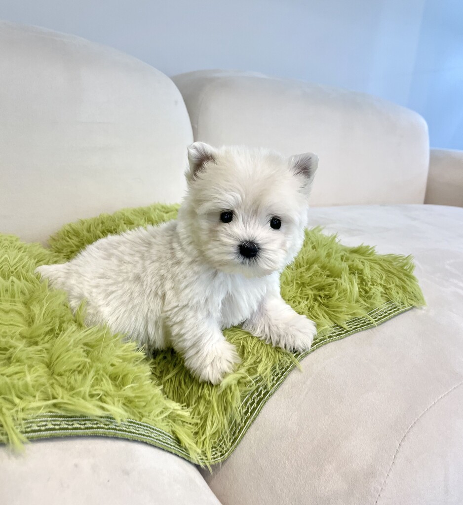 Ȯ�� �̹���