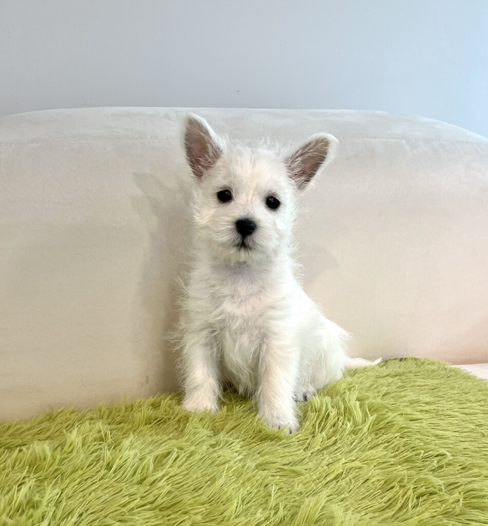 Ȯ�� �̹���