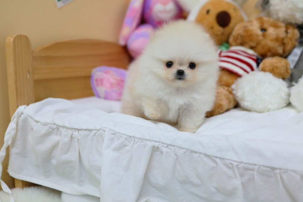 Ȯ�� �̹���