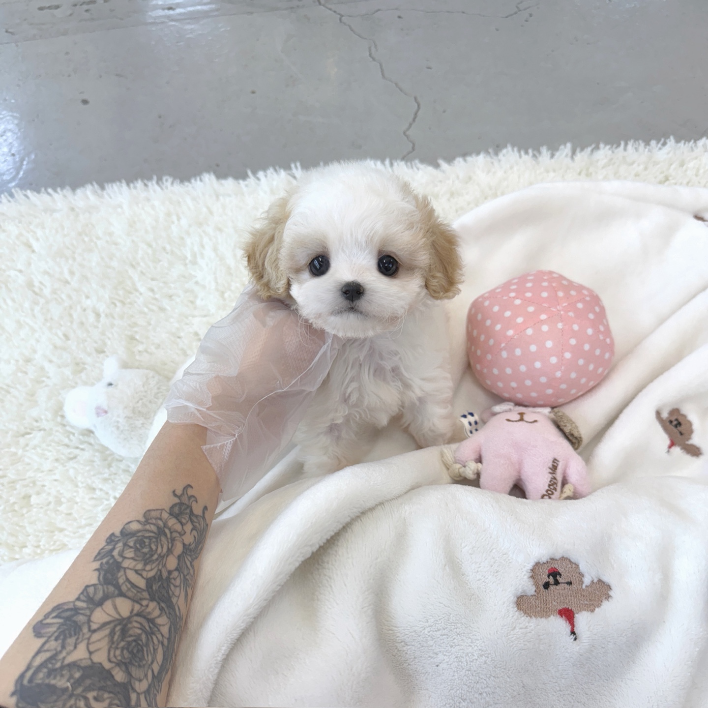 Ȯ�� �̹���