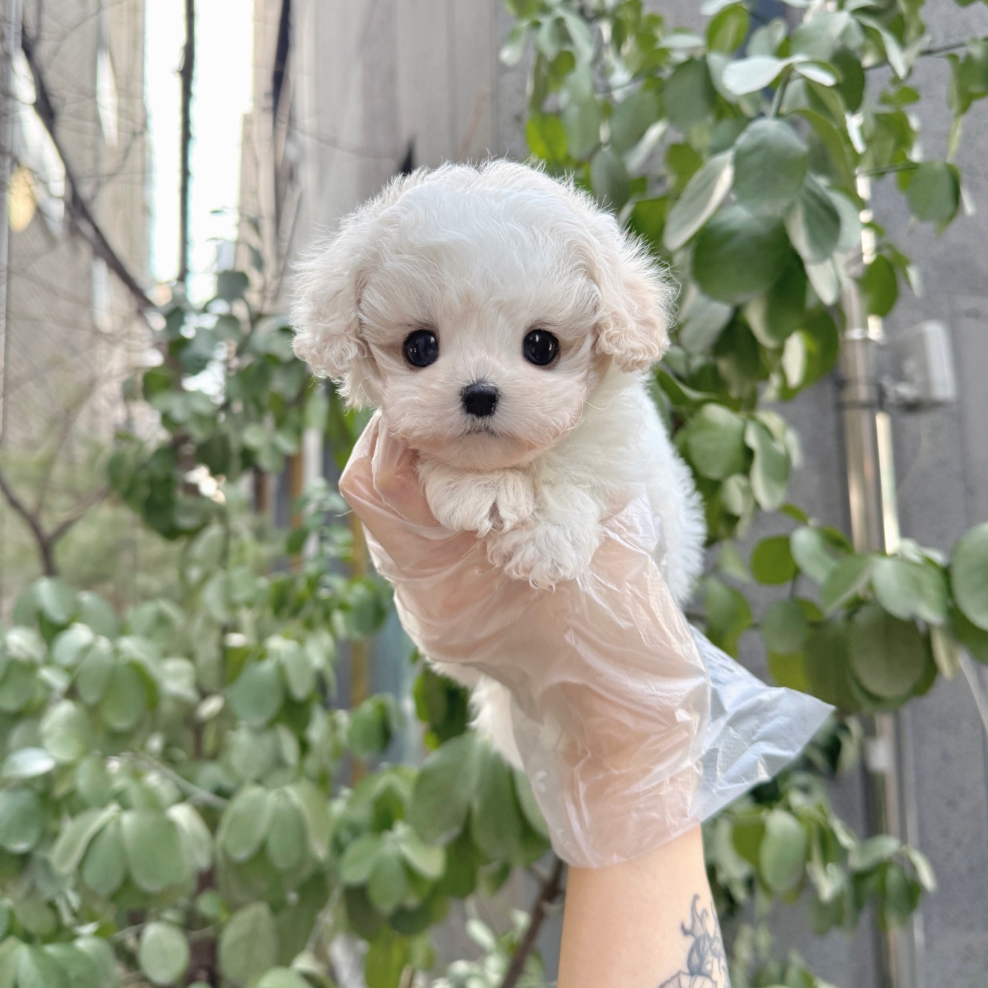 Ȯ�� �̹���