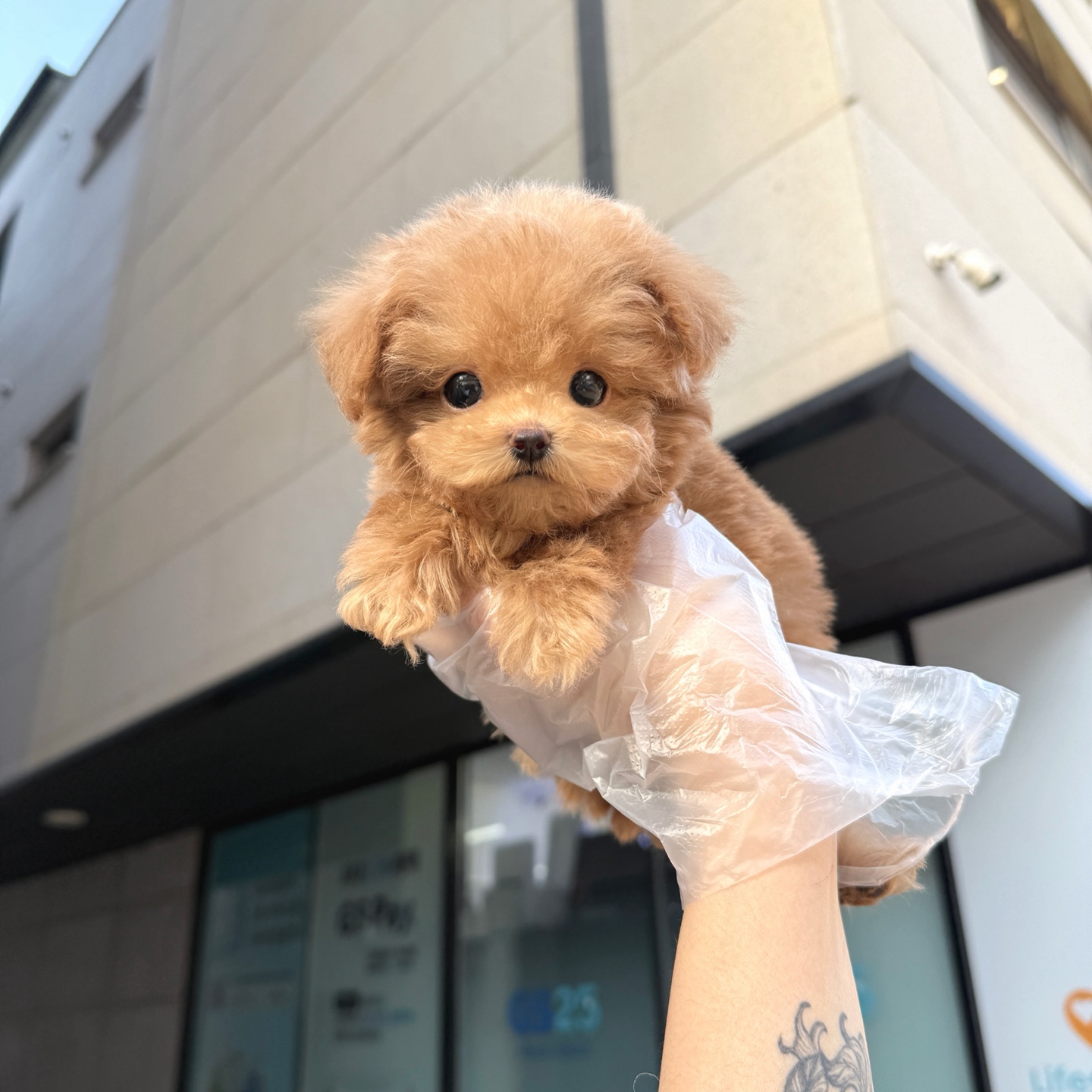 Ȯ�� �̹���