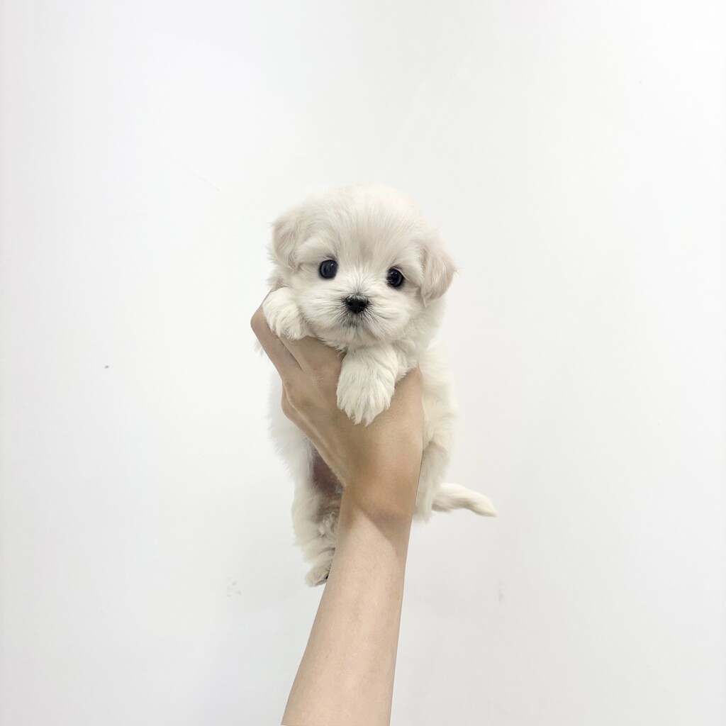 Ȯ�� �̹���