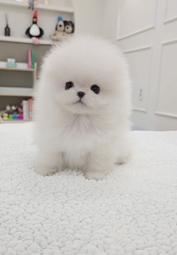 Ȯ�� �̹���