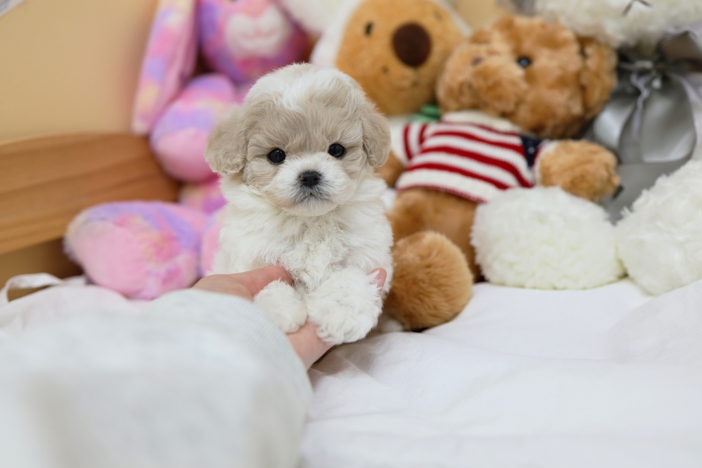 Ȯ�� �̹���