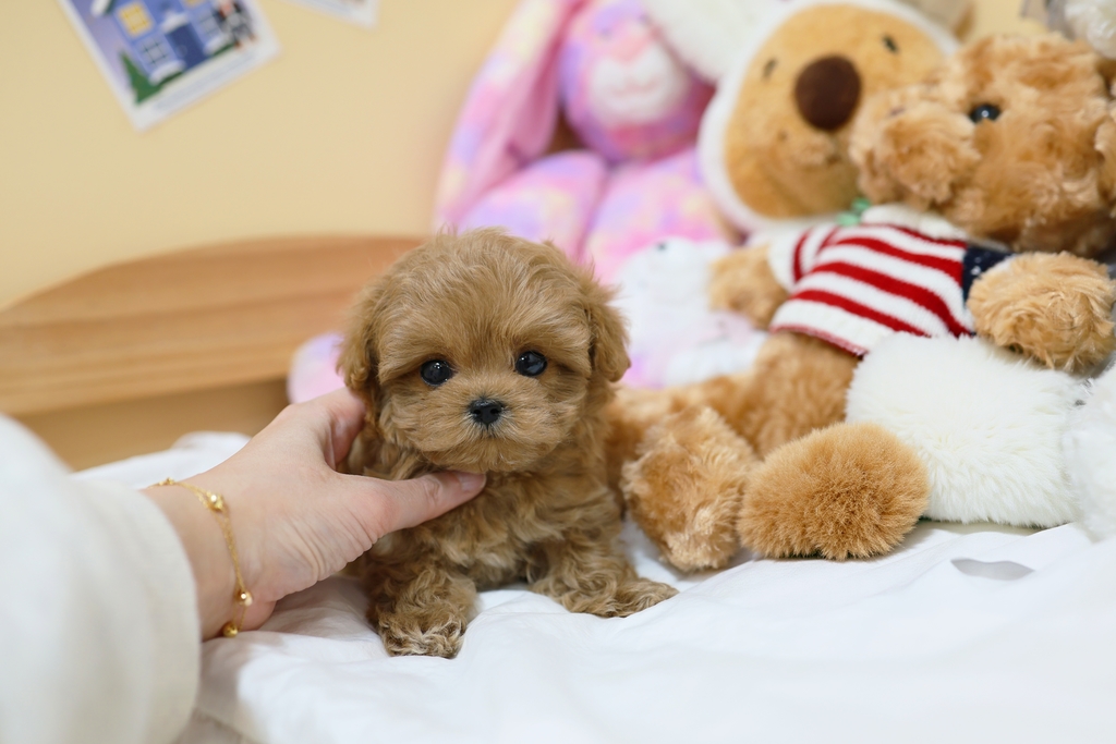 Ȯ�� �̹���