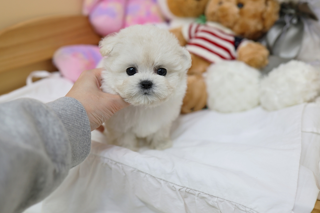 Ȯ�� �̹���