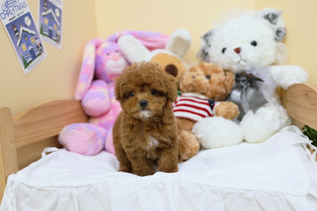 Ȯ�� �̹���